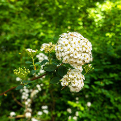 Close-up of white flowering plant