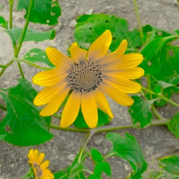 CLOSE-UP OF YELLOW FLOWER BLOOMING IN GARDEN