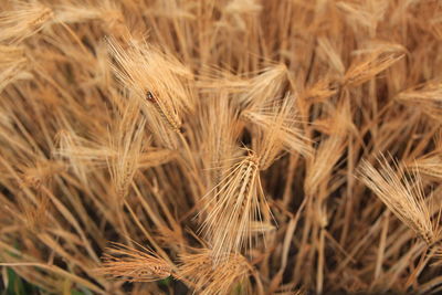 Close-up of stalks in field