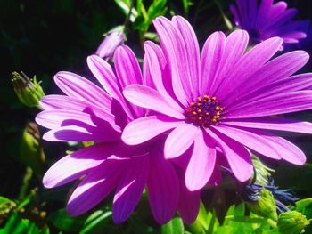 Close-up of osteospermum blooming outdoors