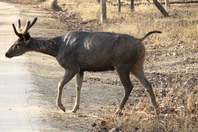 Deer walking in a field