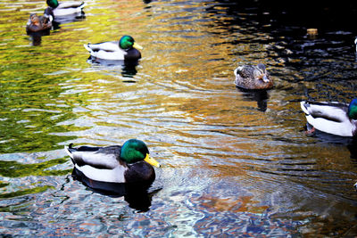 High angle view of mallard ducks swimming on lake