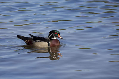 High angle view of duck swimming in lake