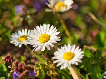 Close-up of white daisy flowers