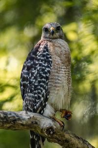 Red shouldered hawk