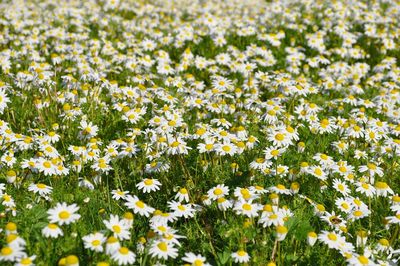 Close-up of flowers growing in field