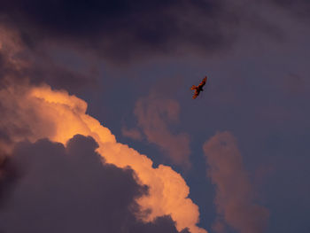 Low angle view of bird flying in sky