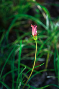 Close-up of pink flower on field