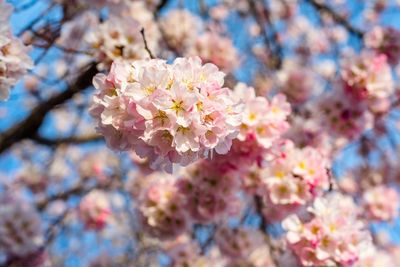 Close-up of pink flowers on tree