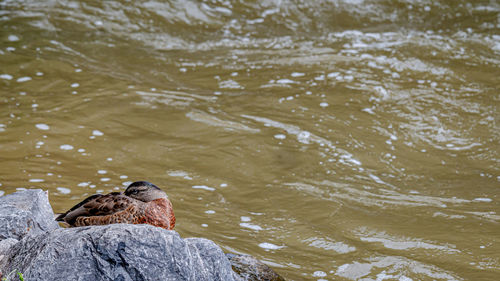 Mallard duck. anas platyrhynchos. one female wild duck on rock beside water. lausanne, switzerland. 