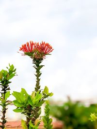 Close-up of red flowering plant against sky