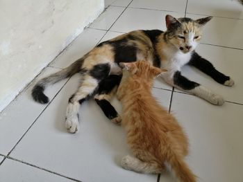 High angle view of cat on floor