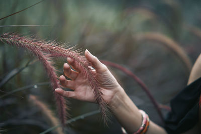 Close-up of a woman's hand touching a misty grass flower in the rainy season.