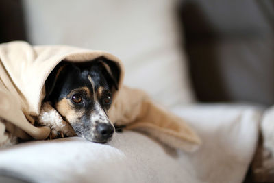 Close-up portrait of dog relaxing on bed