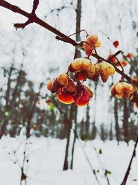 Close-up of snow on tree during winter