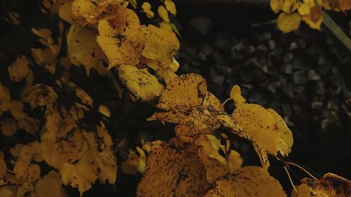 Close-up of yellow autumn leaves