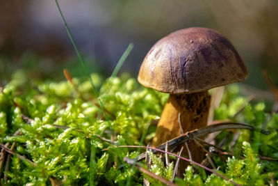Close-up of mushroom growing on field