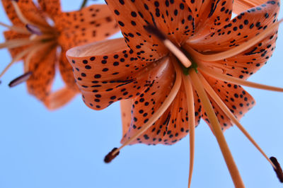 Low angle view of orange flower against sky