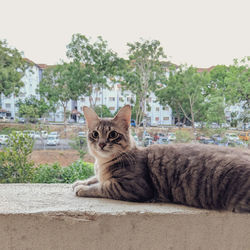 Portrait of a cat on a tree