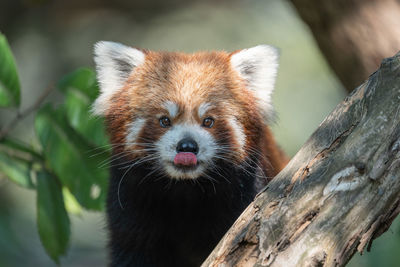 Close-up of red panda