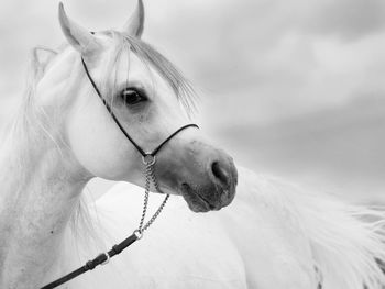 Close-up of horse standing against cloudy sky