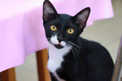 Close-up portrait of black cat at home