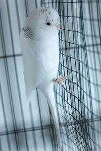 White bird in cage