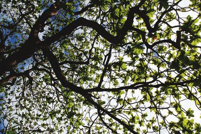 Low angle view of tree against sky