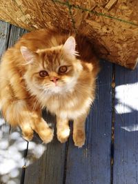 Close-up portrait of cat