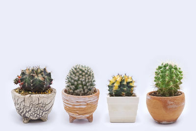 Potted plants against white background