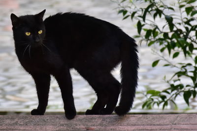 Black cat