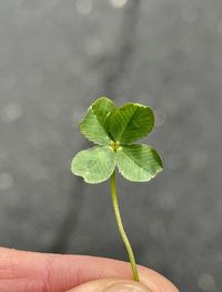 Forth leaf clover