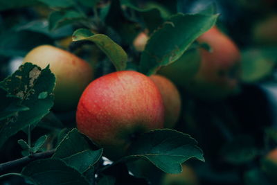 Close-up of apples on plant