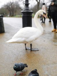 Close-up of swan on water