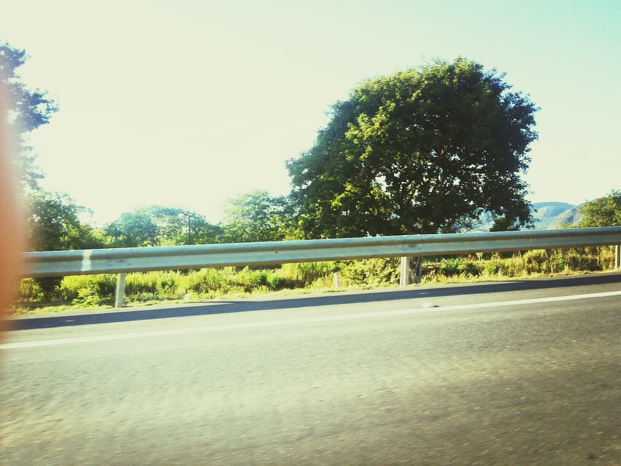 tree, clear sky, road, transportation, copy space, sky, day, railing, sunlight, growth, street, the way forward, road marking, outdoors, no people, built structure, nature, green color, tranquility, architecture