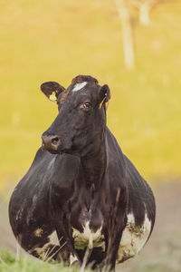 Close-up of a horse on field