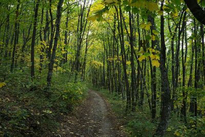 Scenic view of trees in forest