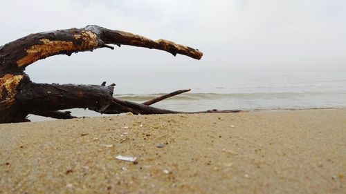 Surface level of driftwood on beach against sky