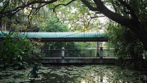 Footbridge over river in forest