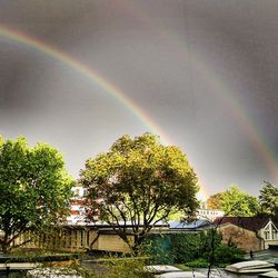 Rainbow over trees