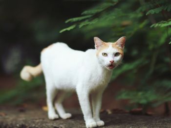 Portrait of cat standing on field