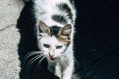 High angle view portrait of tabby kitten