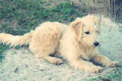 Dog lying on the ground