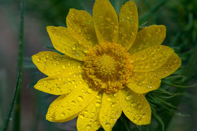 Close-up of wet yellow flower
