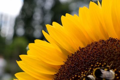 Close-up of insect on sunflower