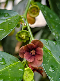 High angle view of wet flowering plant leaves