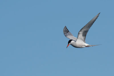 Low angle view of seagull flying