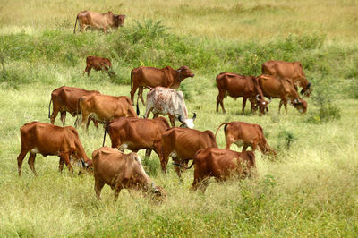 Horses grazing in a field