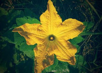 Close-up of yellow flowering plant