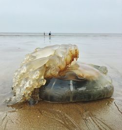 Close-up of seashell on beach against sky